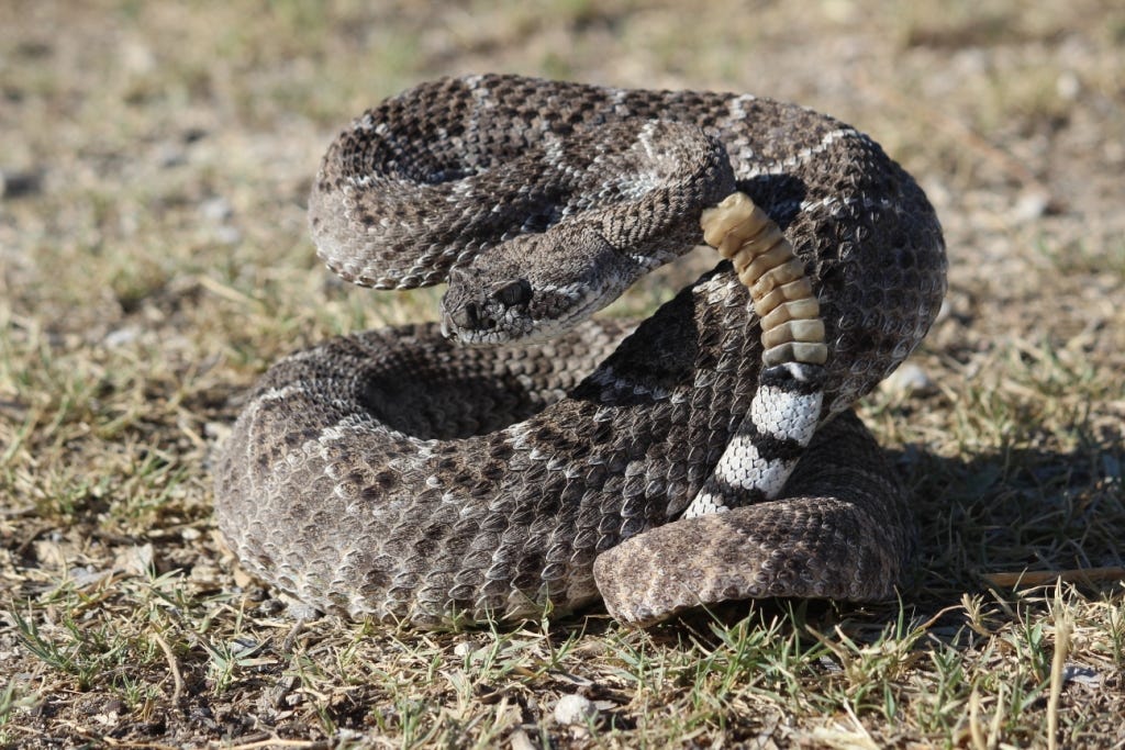 Where to Find Rattlesnakes in Texas?