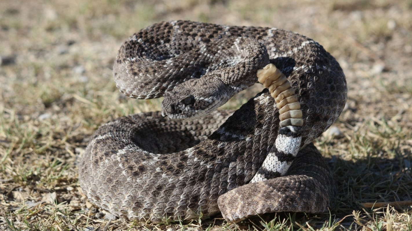 Western Diamondback Rattlesnake