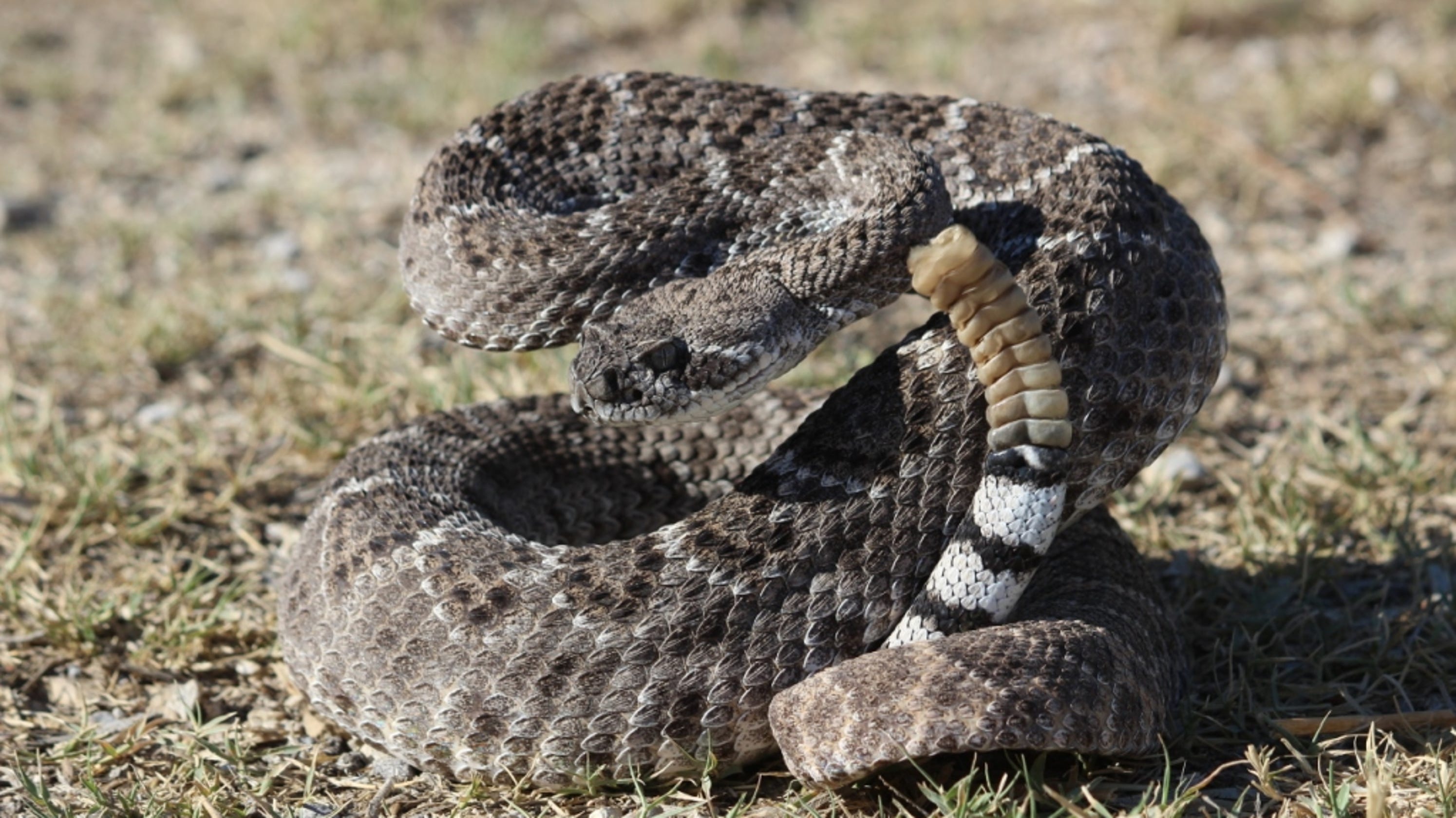Western diamondback rattlesnakes frequently encountered in Texas