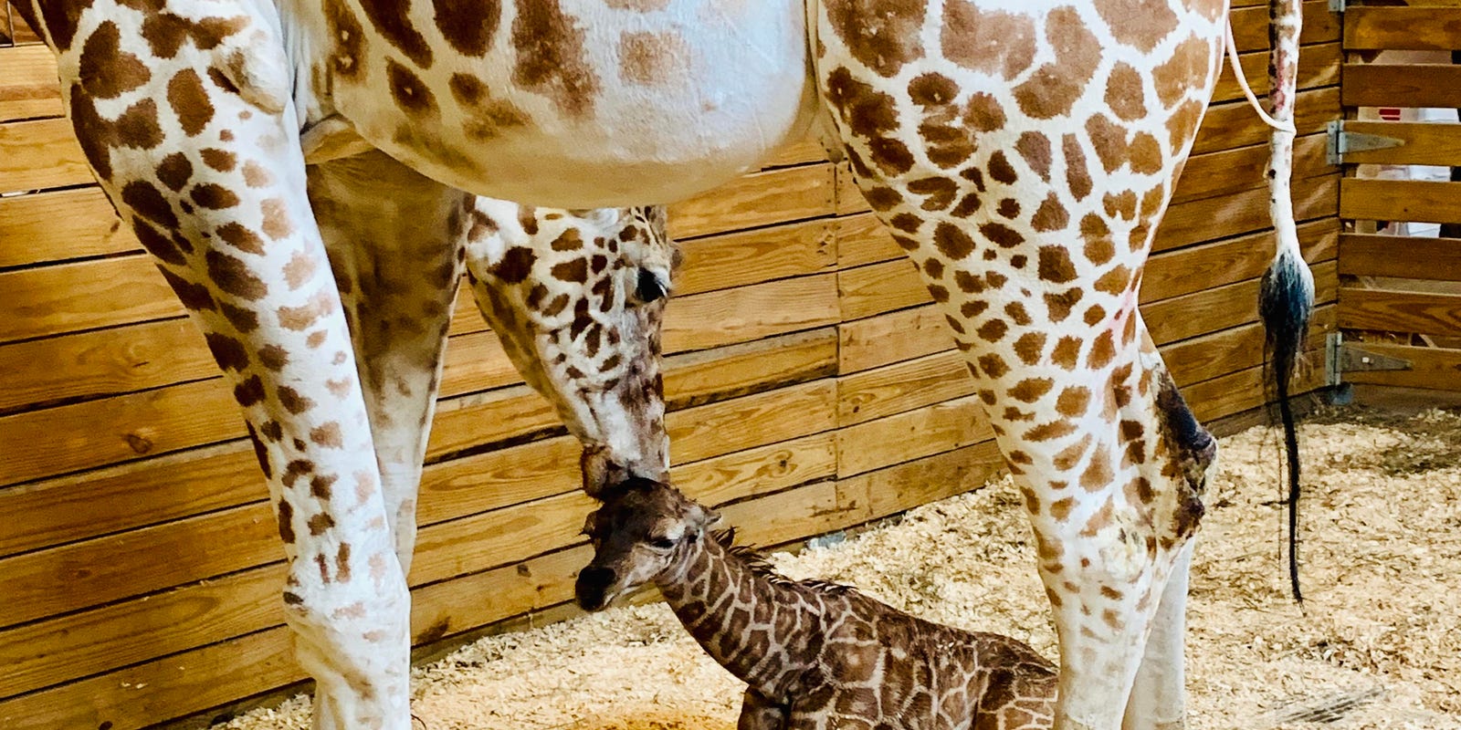 April The Giraffe Delivers A Second Bundle Of Baby Joy For