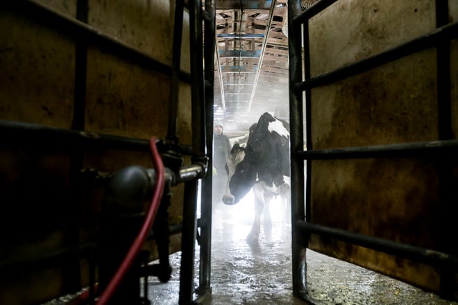 In this Friday, March 1, 2019 photo, cows wait their turn for the first milking of the day at J & K Dairy, in Sunnyside, Wash. J & K Dairy was one out of the several farms that lost over 1,800 dairy cows in the Yakima Valley from the Feb. 9 blizzard. Today, dairy farmer Jason Sheehan and his crew are working to help heal cows that are suffering from frostbite after the storm.