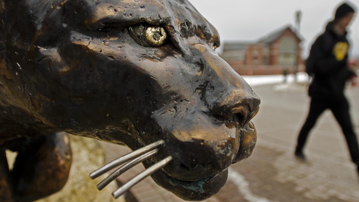 Explaining the Catamount mascot for UVM sports Explaining the Catamount mascot for UVM sports