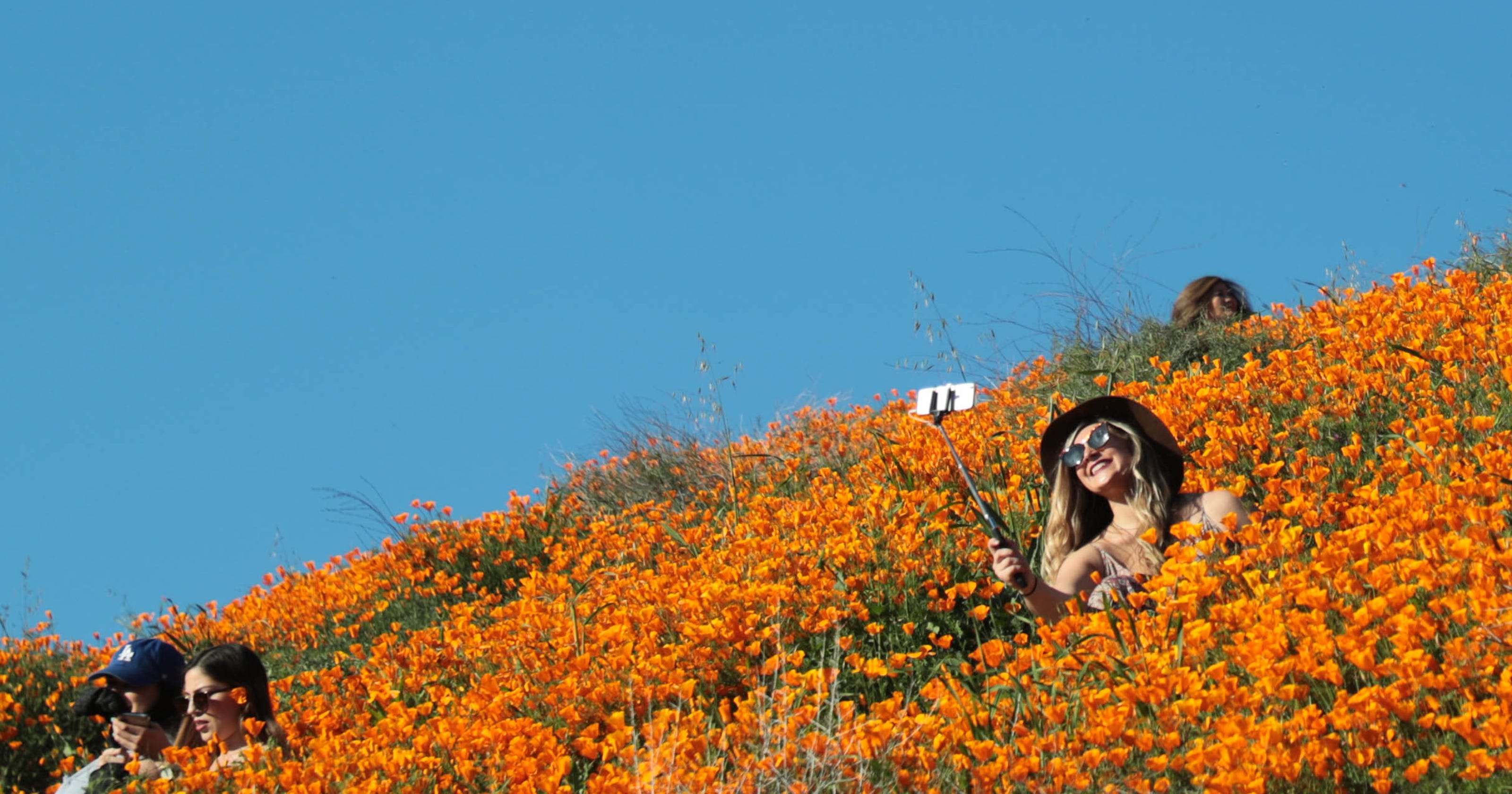 Super Bloom Apocalypse California Poppy Fields Shut Down To