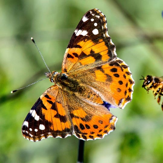 Following super bloom, painted lady butterflies reach Monterey County