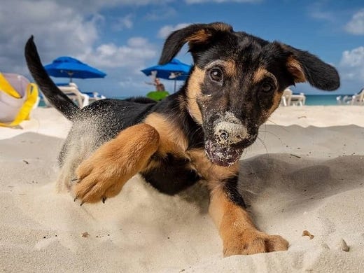 Caribbean Animals Where To Find Cute Critters