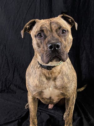 Titan is a Pitt/Mastiff mix looking for a home.