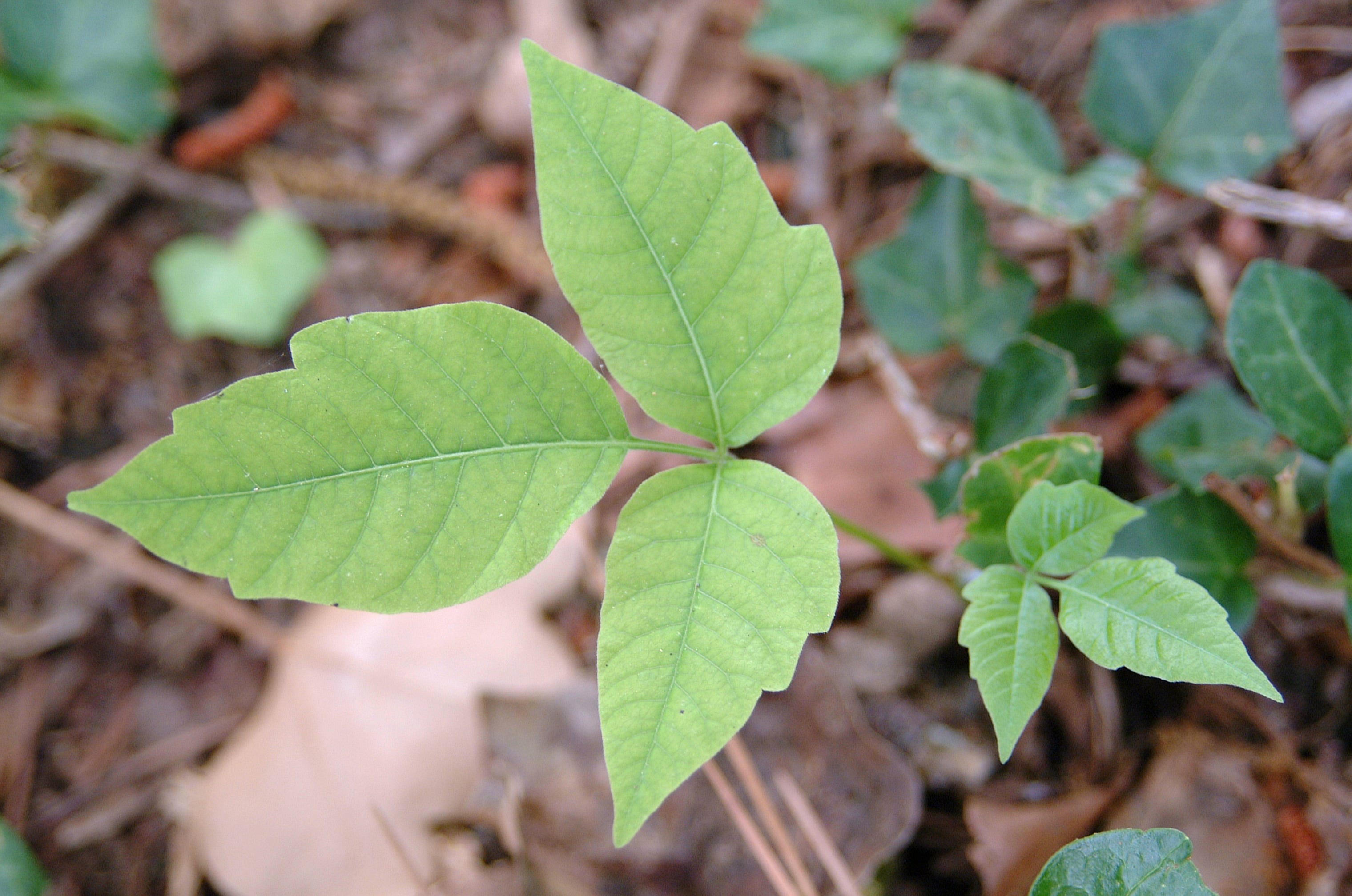 poison ivy identification