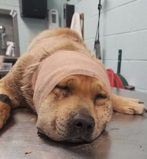 Las Cruces dog found shot, animal shelter keeping Benson the dog alive