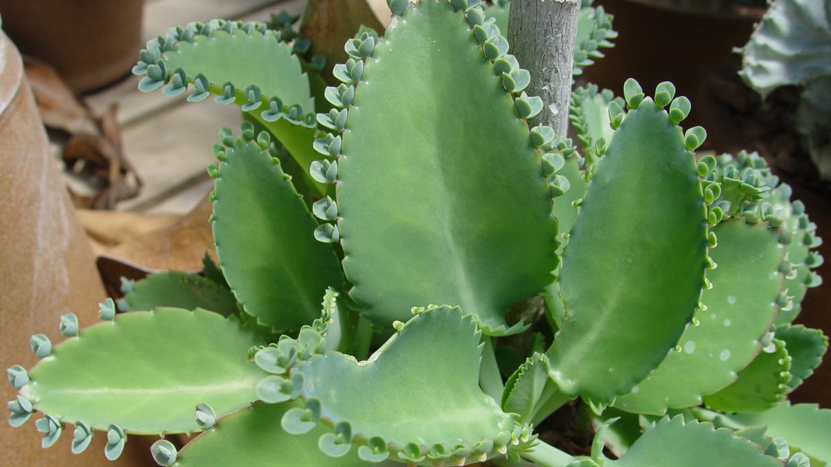 Photos: Watch out for these toxic succulents in your home