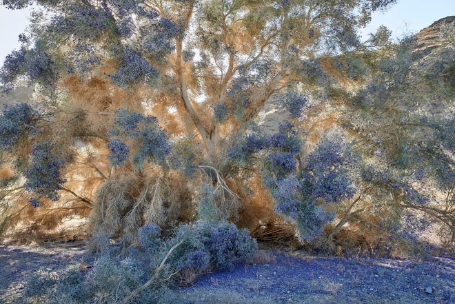 Smoke trees are one of the most iconic shrub-like trees of the Coachella Valley