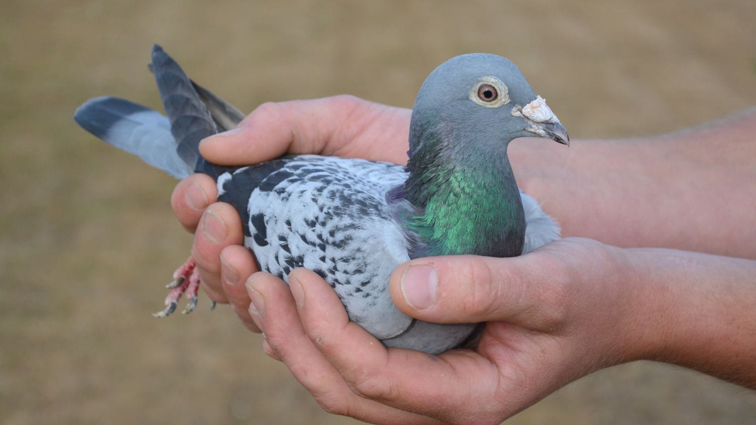 A Belgian website auctioned off a racing pigeon dubbed the 'Lewis Hami...