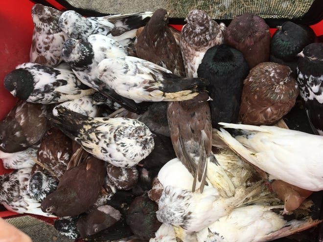 For a third time in four months, pigeons were found in a Wolcott rest stop dumpster.