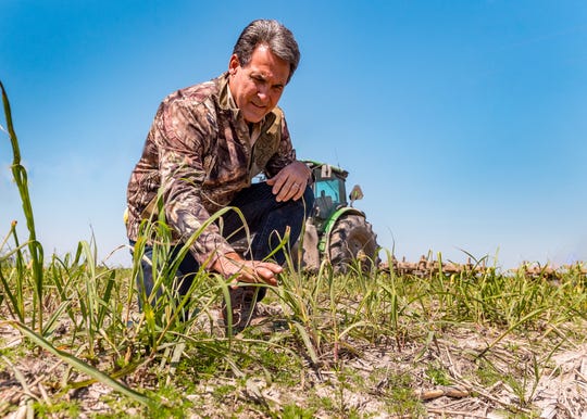 Sugarcane Farming In South Louisiana Acadiana Poised For Good Harvest