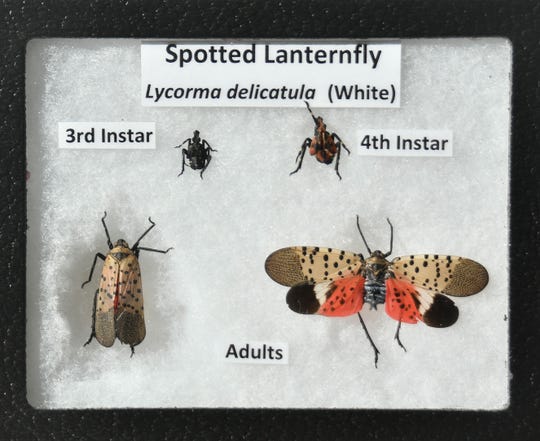 Michigan braces for a new invasive insect, the spotted