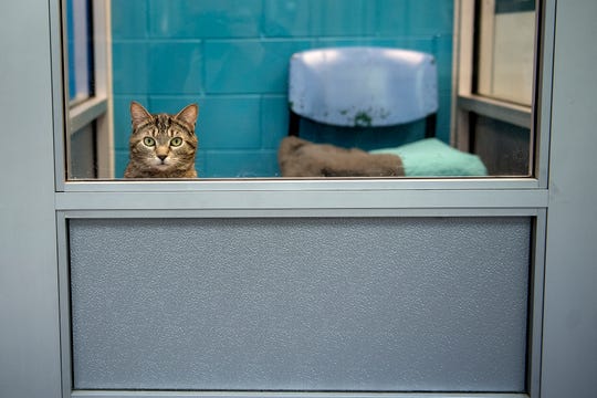 Sipping coffee and saving cats  Cat  cafes headed for Lansing