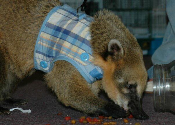 Cody, Animal City's beloved coatimundi, died Sunday, March 17, 2019, after complications from surgery.