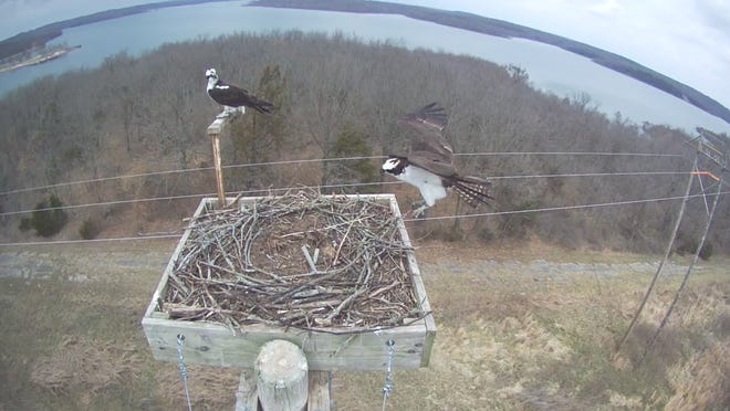 A pair of ospreys takes up residence at their man made nesting platform at Stockton Lake.