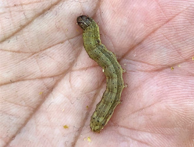 The fall armyworm in Tha Muang, Thailand, is munching its way through corn fields around the globe, raising alarm over damage to crops as it spreads into areas that may lack its natural enemies.