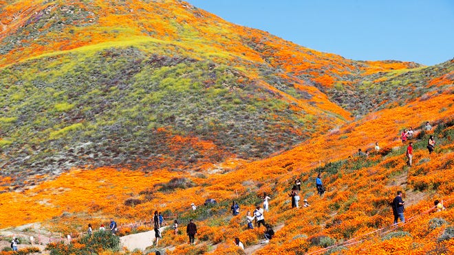 Southern California Super Bloom Where To See The Poppies