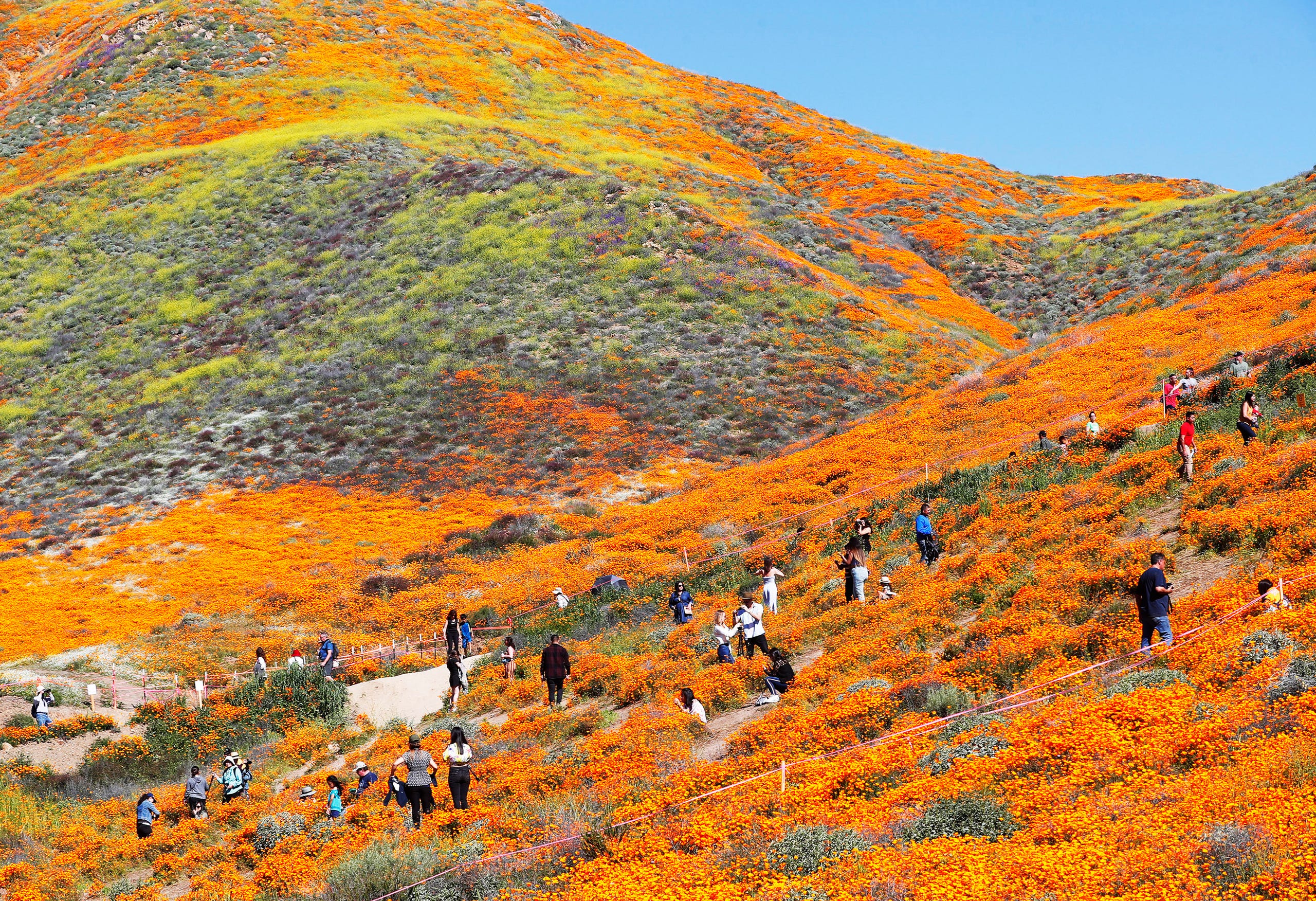 California Super Bloom Brings Wildflowers To The Desert In 2019