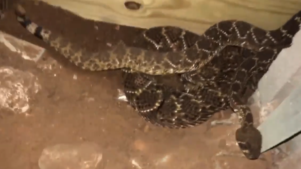 Video shot by Big Country Snake Removal's Nathan...