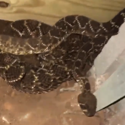 Video shot by Big Country Snake Removal's Nathan...