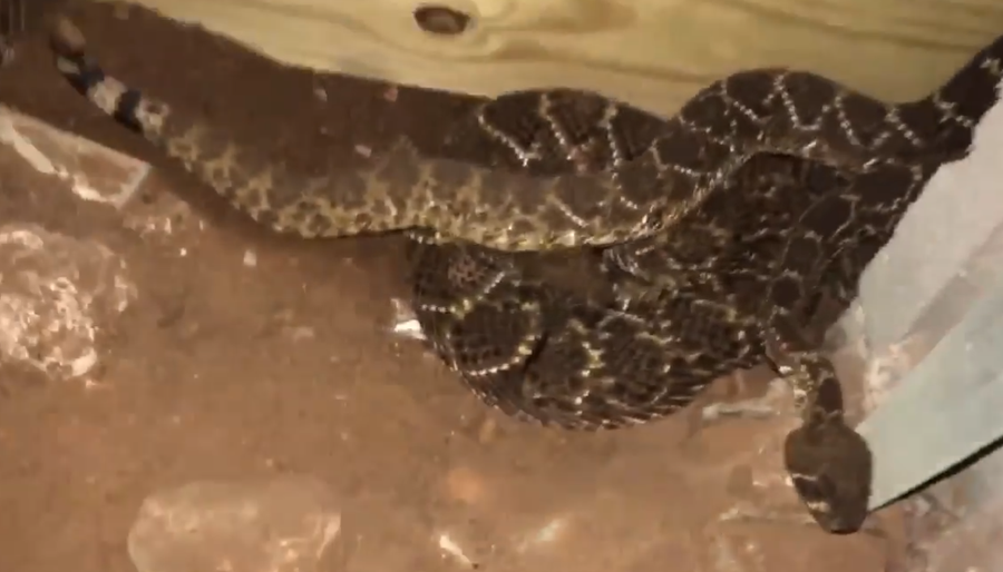 Video shot by Big Country Snake Removal's Nathan Hawkins on March 13 near Abilene, Texas shows the company removing dozens of snakes from beneath a home.
