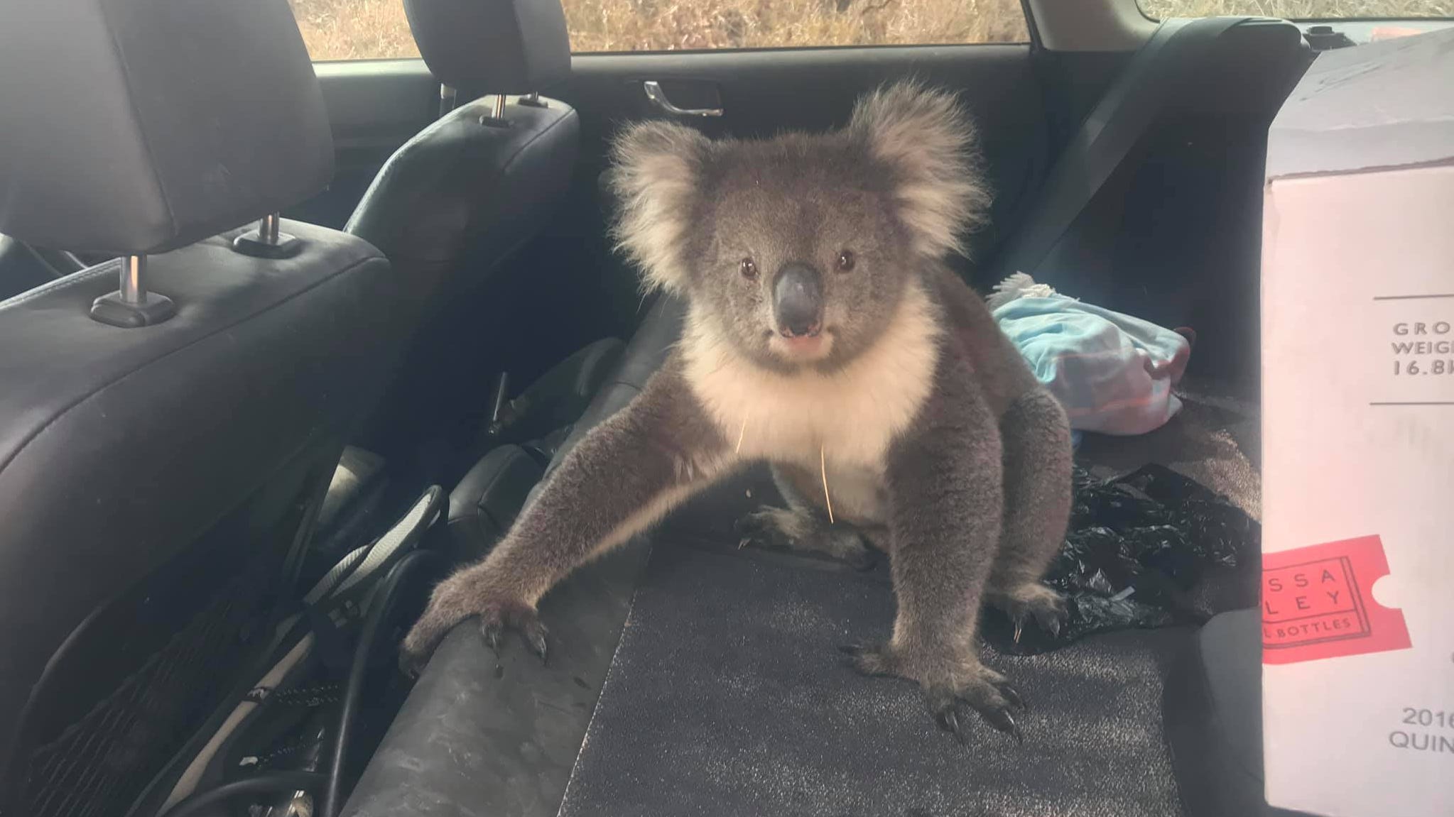 Watch: This koala stayed cool with dog inside Australian man's car