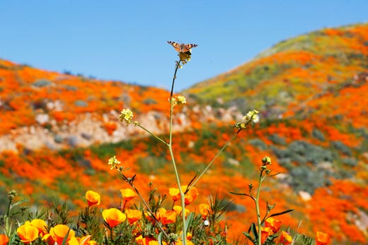 Poppies and wildflowers color the hillsides at Walker Canyon in Lake Elsinore, Calif. Sunday March 17, 2019. After massive crowds flooded the small community to see the flowers, city officials have shut down Walker Canyon to the public. No shuttles or visitors will be allowed. 