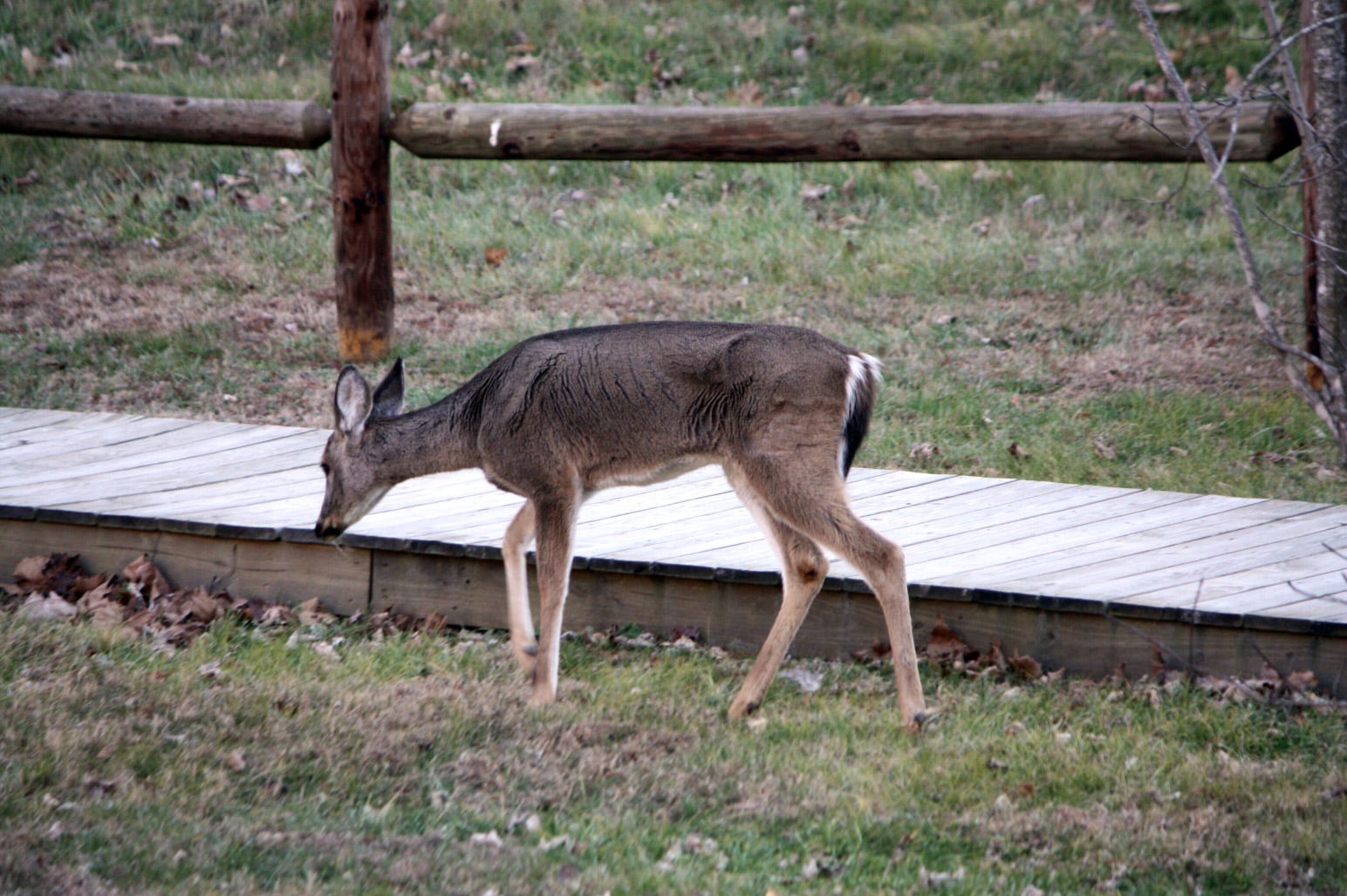 deer urine
