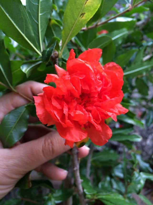 When Should You Prune Your Pomegranate Trees