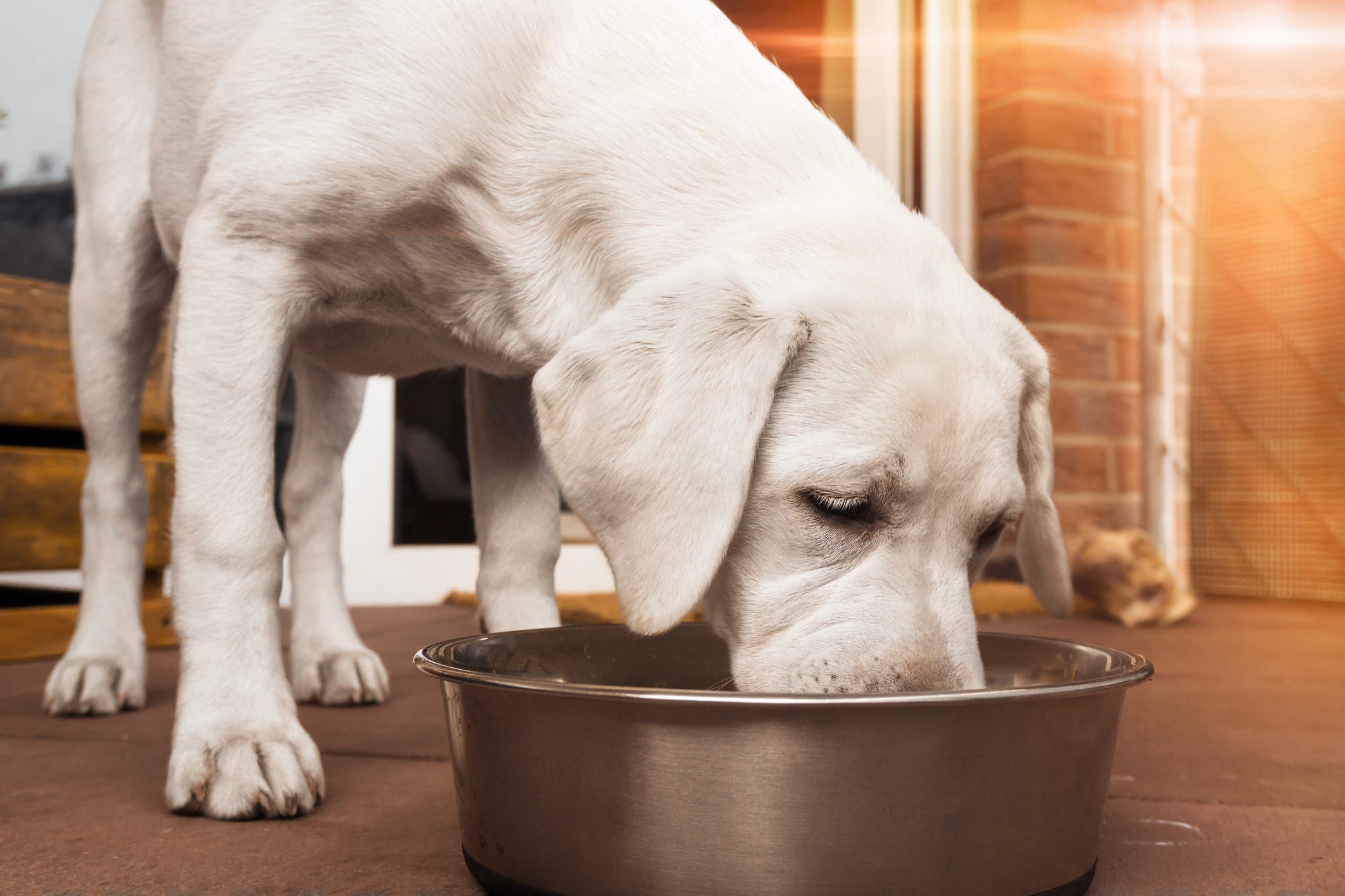 Dog Food Recall More Hills Pet Nutrition Cans Pulled For