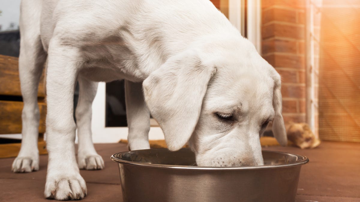 Bisakah anjing makan oatmeal?  Pelajari tentang manfaat oat yang tidak terduga ini.