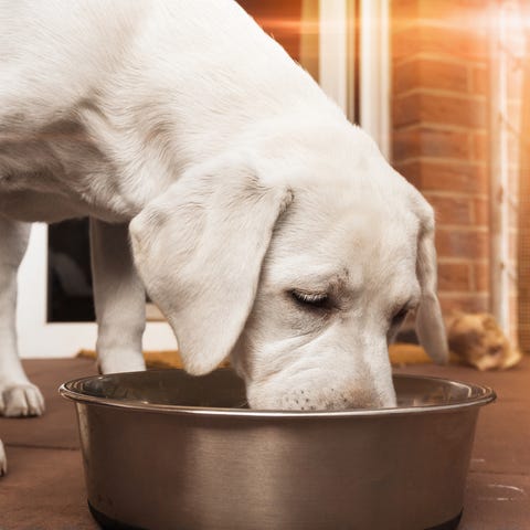 Hill's Pet Nutrition recalled eight more...