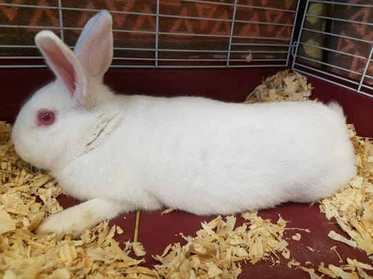 ECSO investigating video of Ransom Middle School student torturing ...