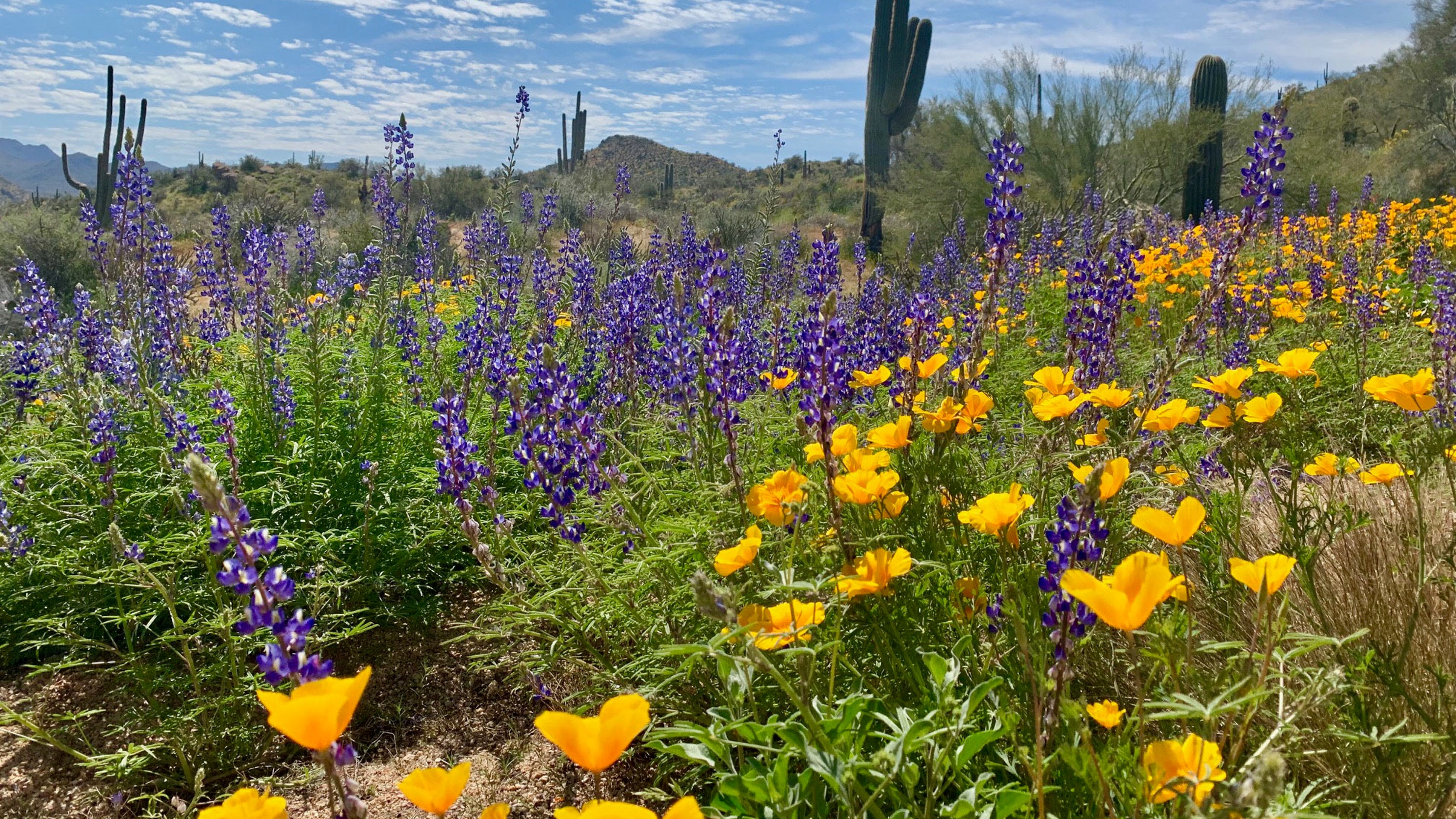 Phoenix area may see 90-degree weather as cool spring heats up