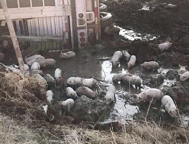 This March 22, 2019 photo provided by the Illinois State Police shows piglets at the scene of a crash involving over 3,000 of them on Interstate 70 near Casey, Illinois.