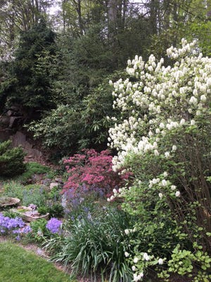 Woodland Walkers enjoy the beauty of Leonard J. Buck Garden in spring. Walks take place at 2 p.m. Sundays in April and May.