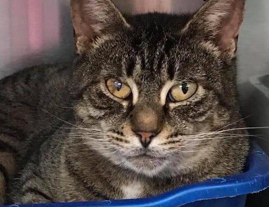 South Jersey Regional Animal Shelter Helped To Change Dog S Life