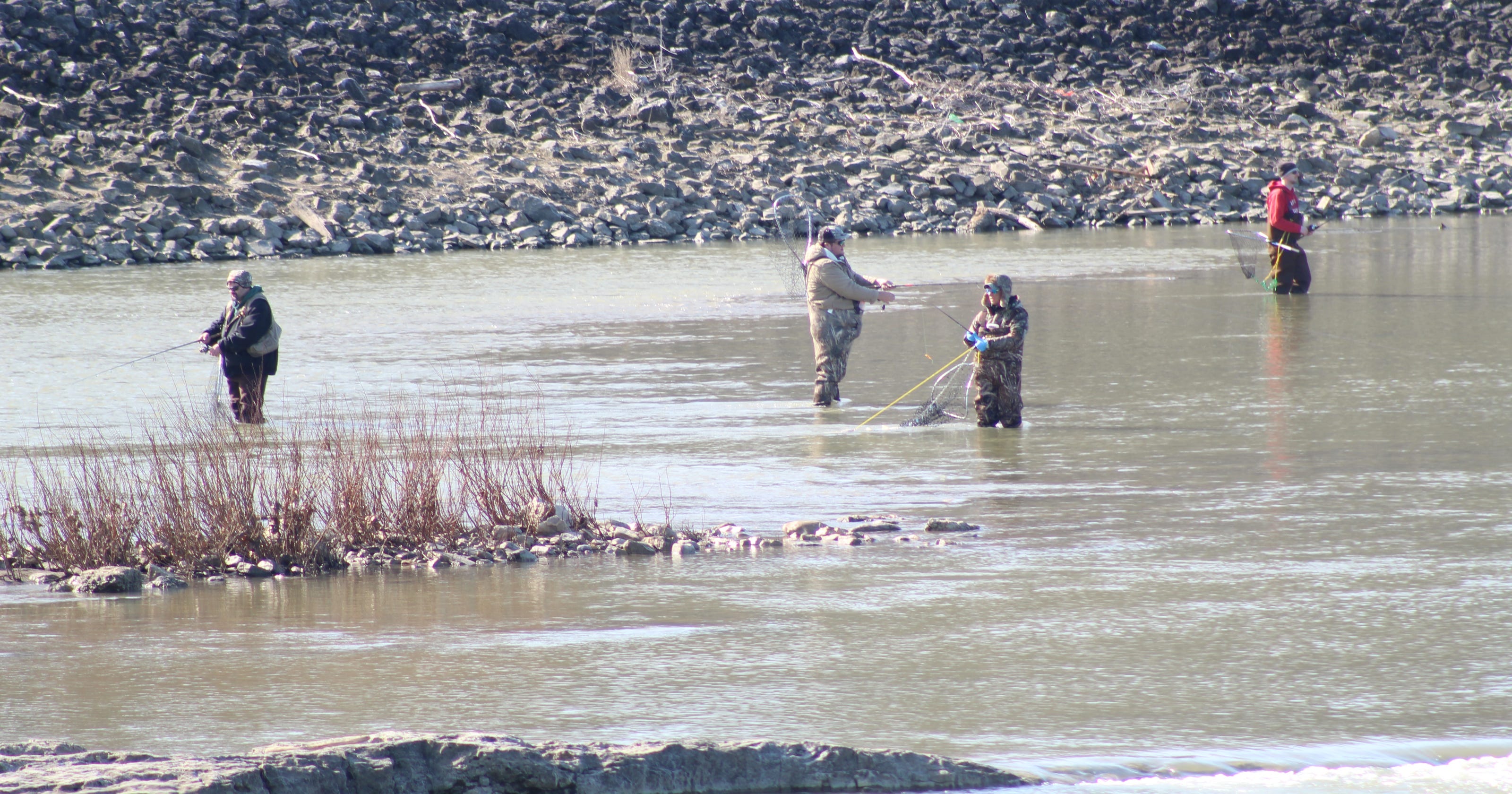 Walleye in Sandusky River, Lake Erie biting as water temperatures rise
