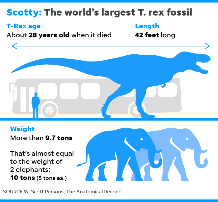 Scotty t rex