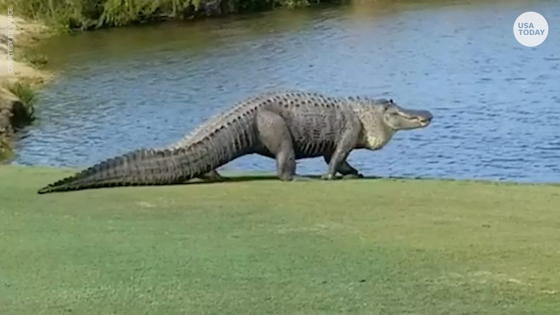 Monster alligator rattles golfers on Georgia course