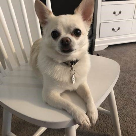Rescued chihuahuas coming to Michigan for adoption
