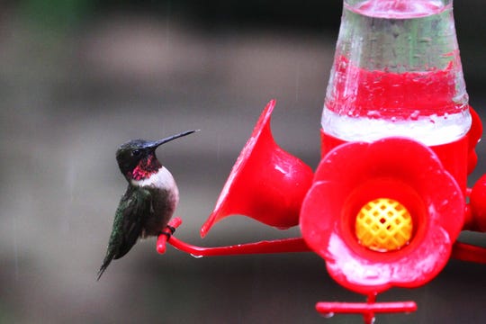 For The Birds Buyer Beware With Bird Products