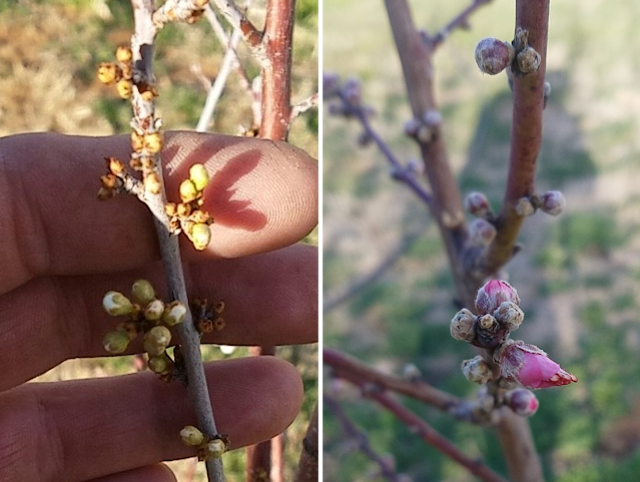 Late Frost Here Are Some Tips For Protecting Fruit Trees