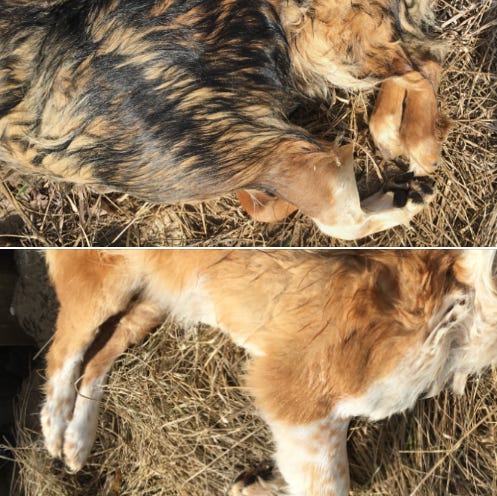 The Dallas County Sheriff's Office shared on it Facebook page these photos of dogs found in the Raccoon River.
