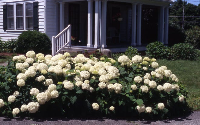 The hydrangea called Annabelle is an outstanding shrub with large white flowers. it blooms from June through July in part sun. Height is 3 feet, with equal spread. It blooms every summer and is deer resistant.