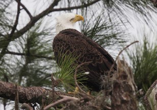 Southwest Florida Eagle Cam