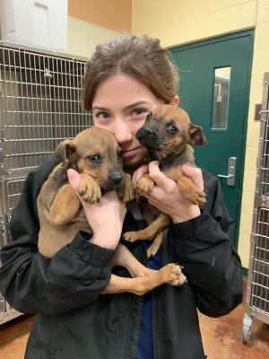 Two puppies were found in a trash container by recycling employees on Wednesday afternoon.