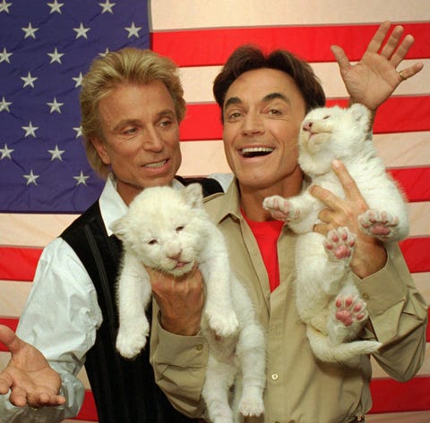 FILE --- Two rare, 18-day-old white lion cubs squi